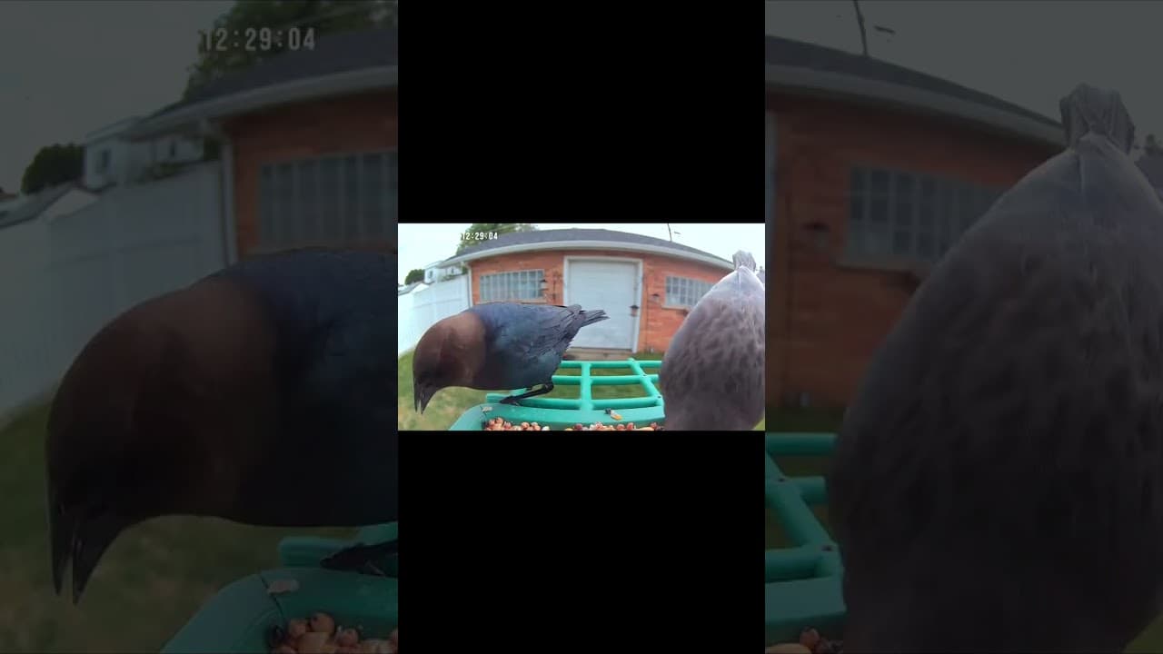 Birds Playing Camera Inspector