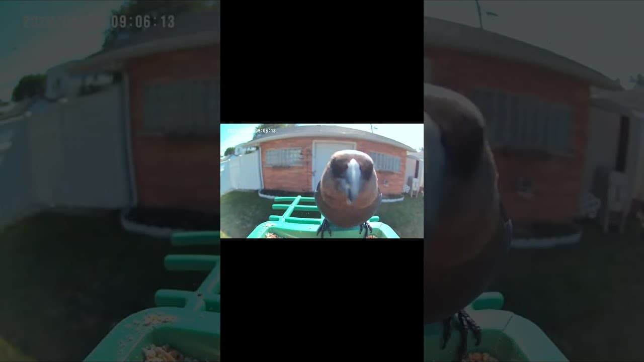 Morning Feast with a Feathered Guest