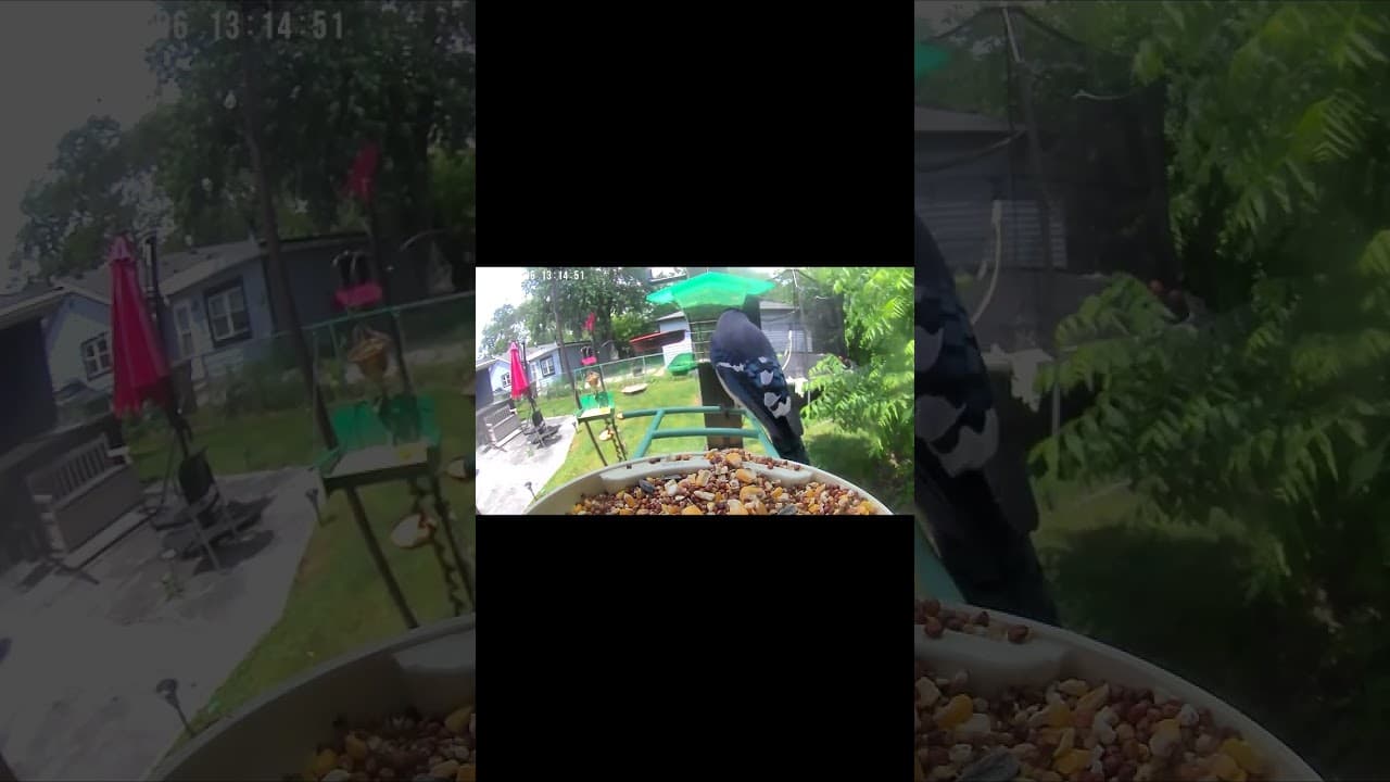 Blue Jay's Midday Adventure