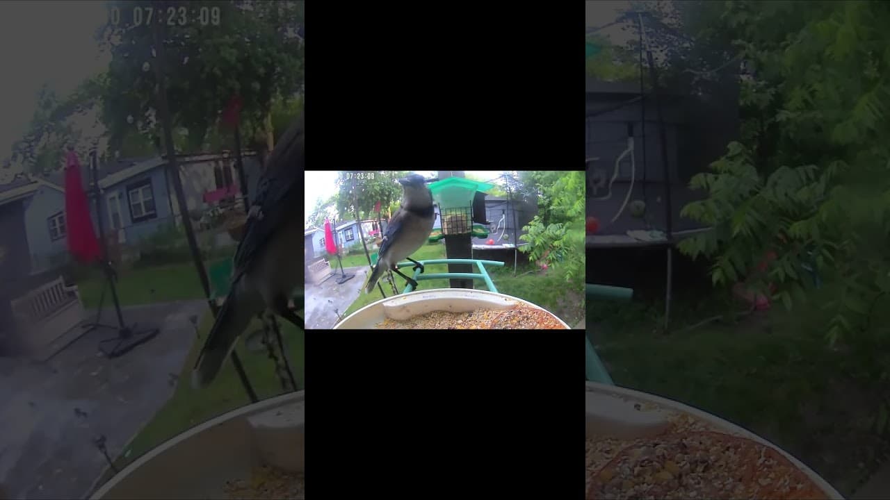 Solo Dining: Bird Feeder Edition