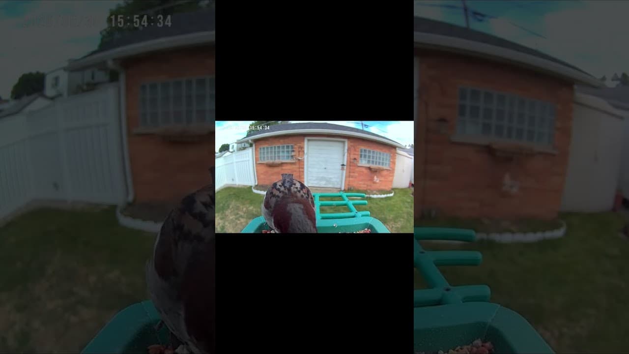 Sparrow's Speedy Snack Attack