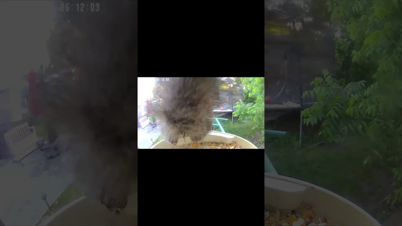 Morning Mischief at the Bird Feeder