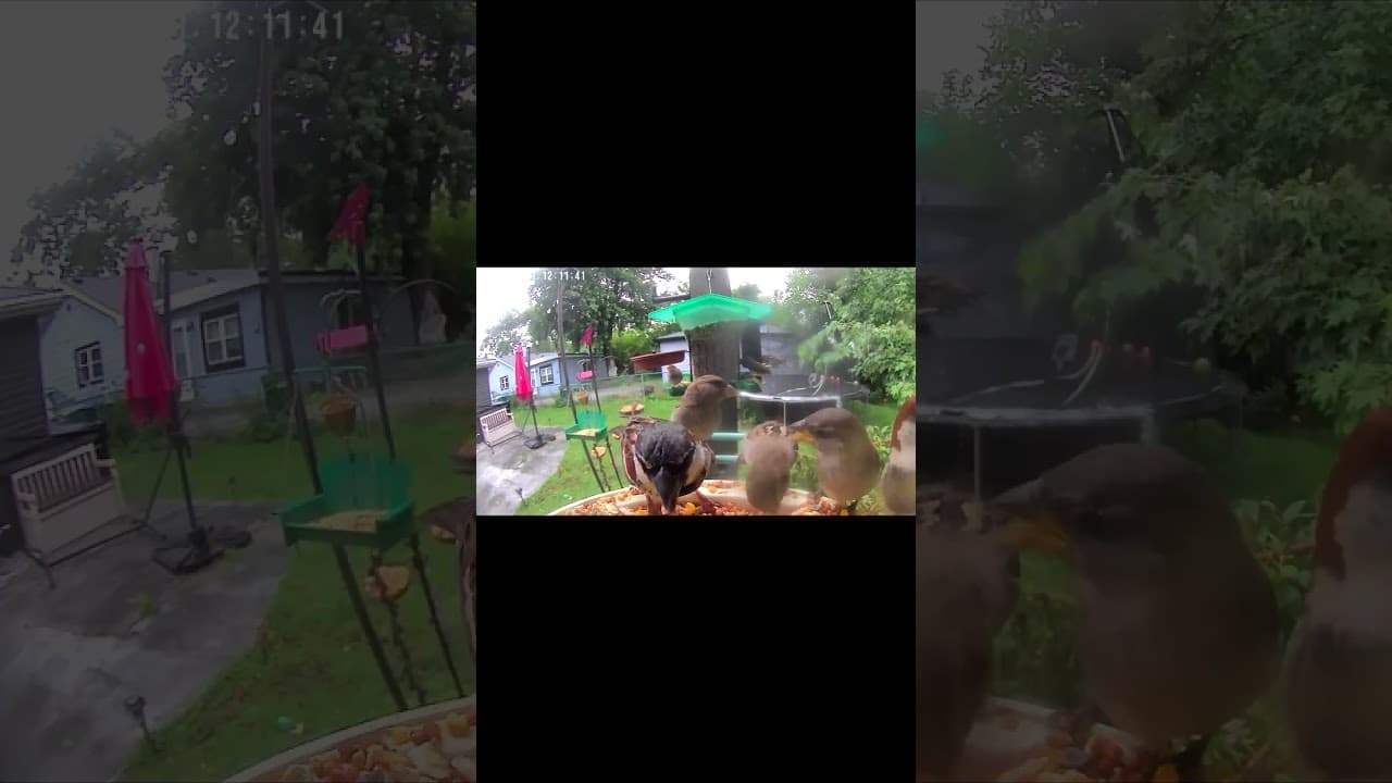 A Backyard Pecking Order