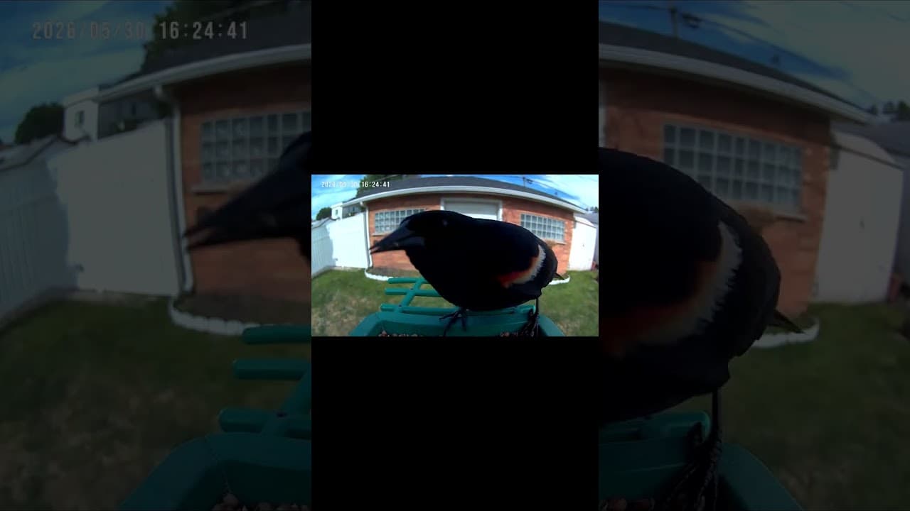 Up Close and Personal with a Winged Visitor