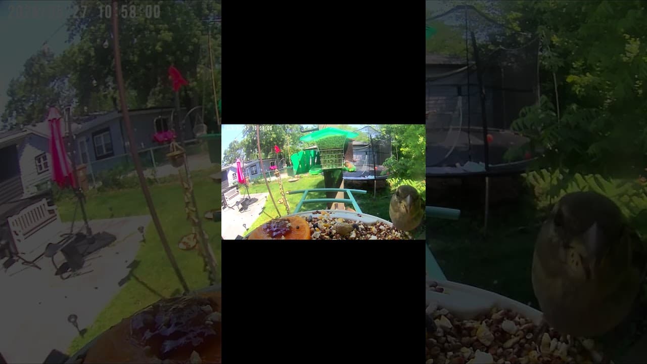 Bird Brunch: Pecking Perfection