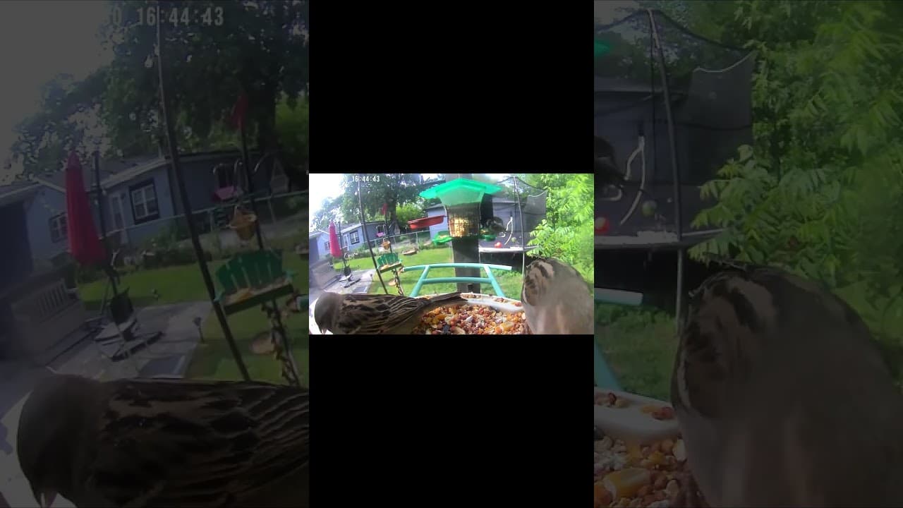 Sparrows, Doves, and a Lesson in Sharing