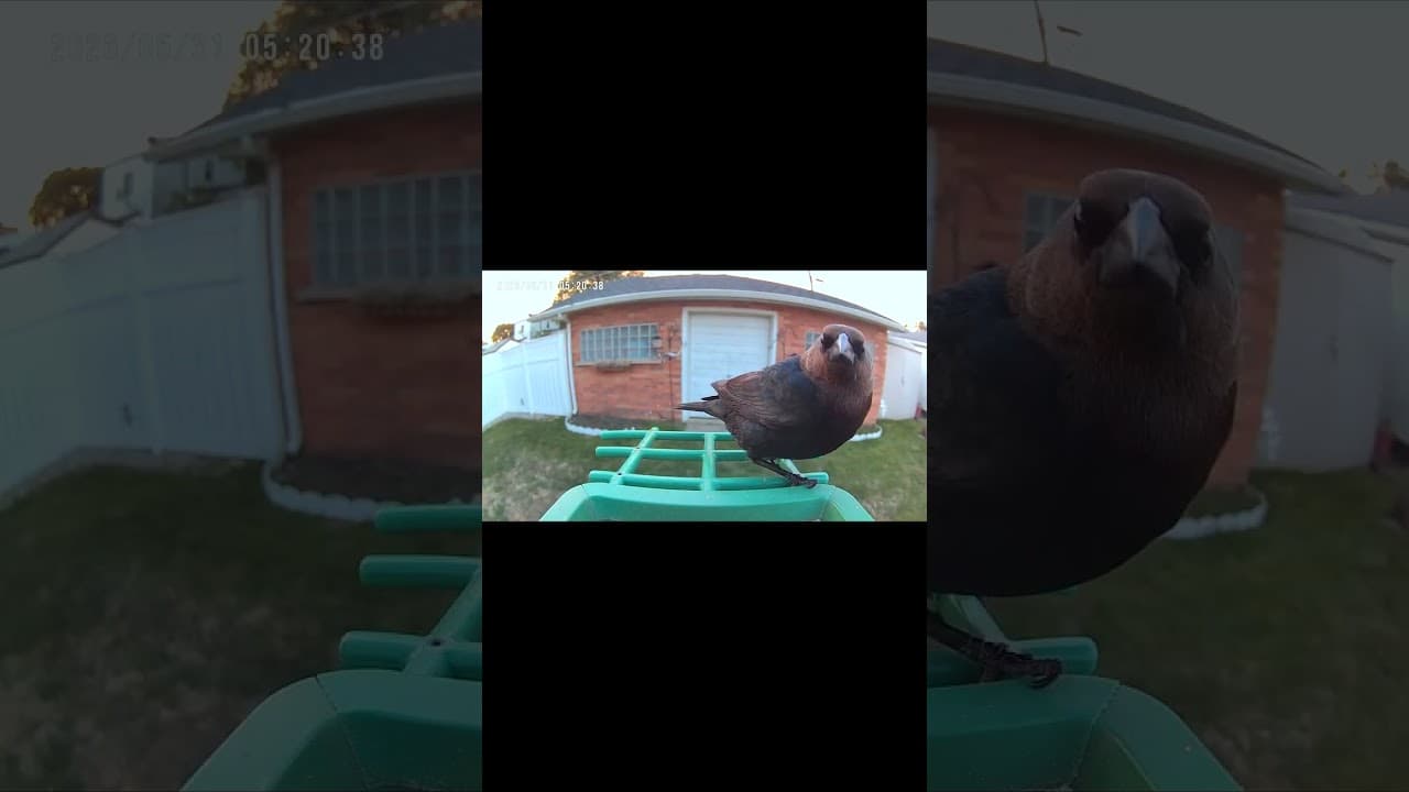 Cowbird Caught on Camera