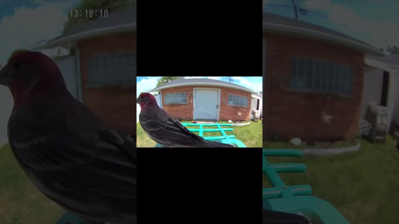 Lunch Break with a Feathery Friend