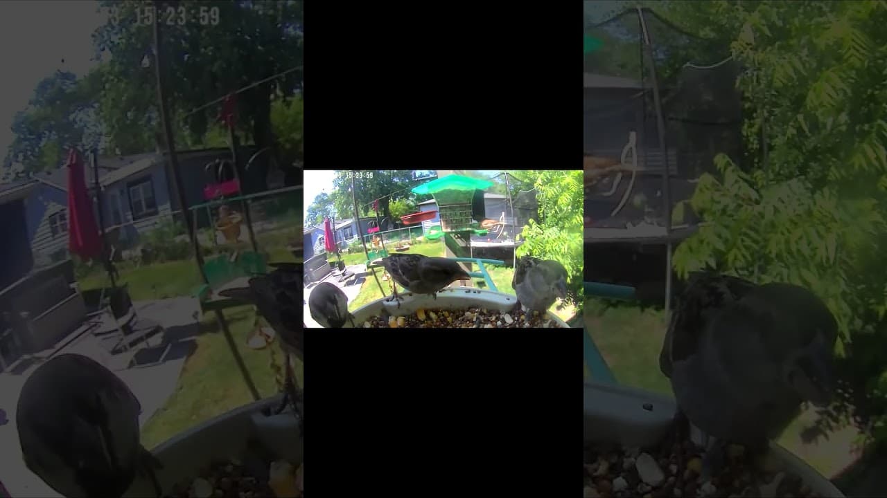 Three's Company at the Bird Feeder
