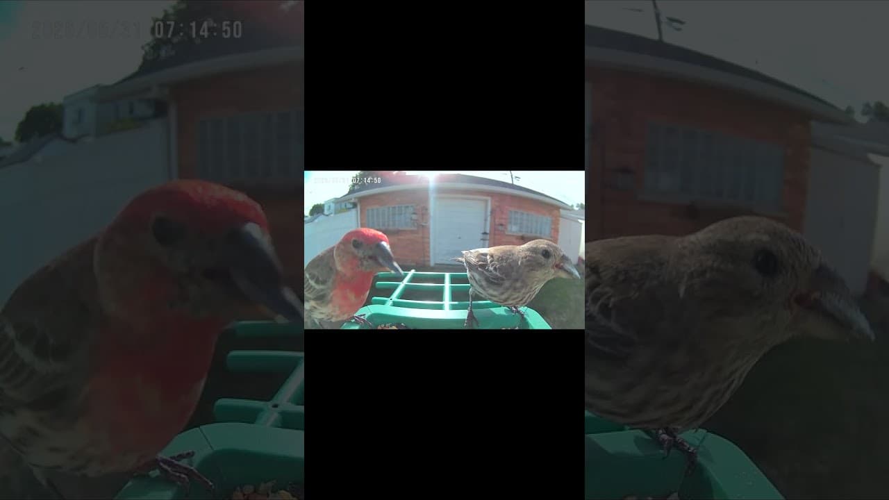 Morning Meeting at the Feeder