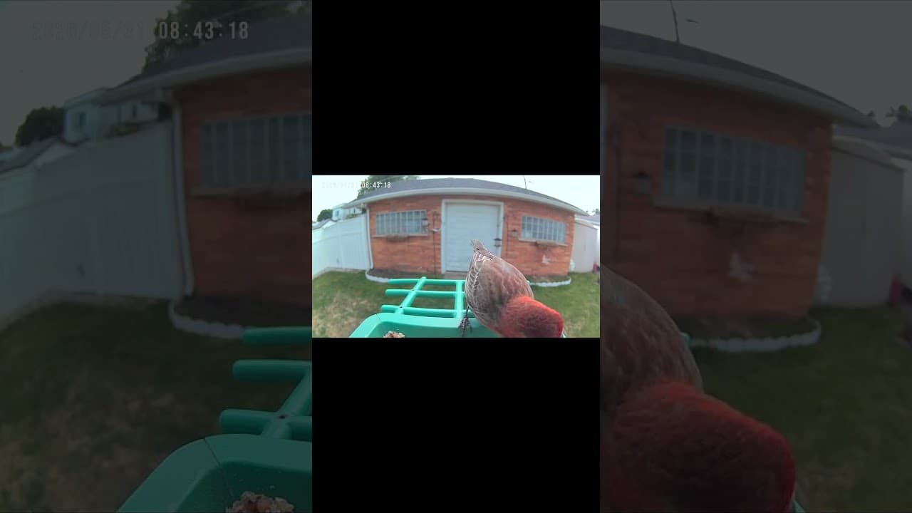Morning Snack Time with a Focused Finch