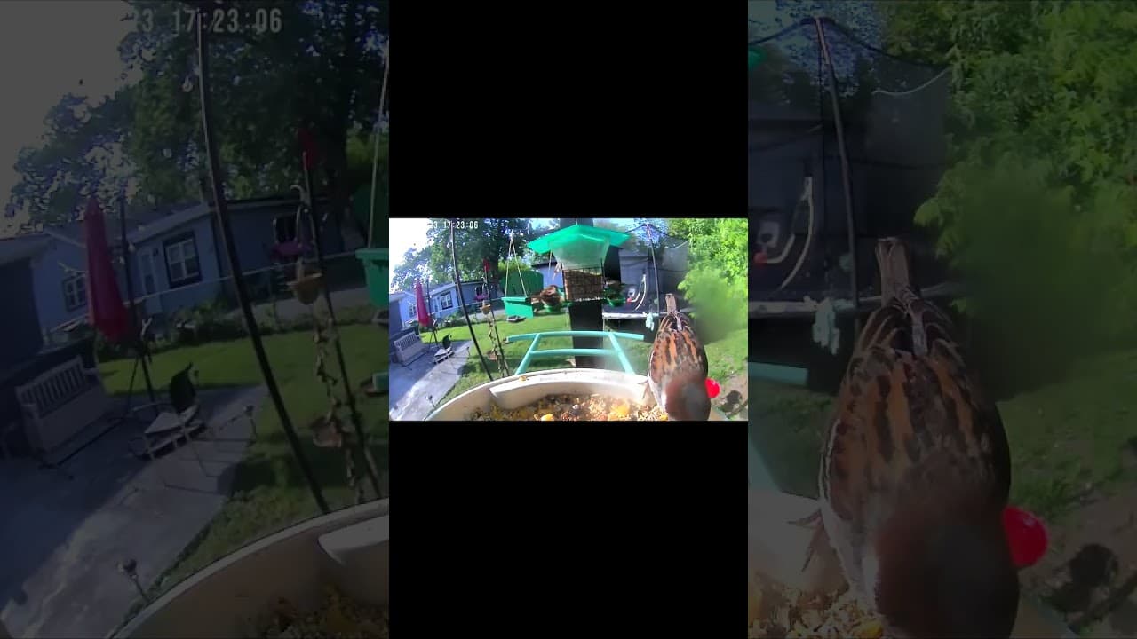 Bird Feeder Brunch Drama