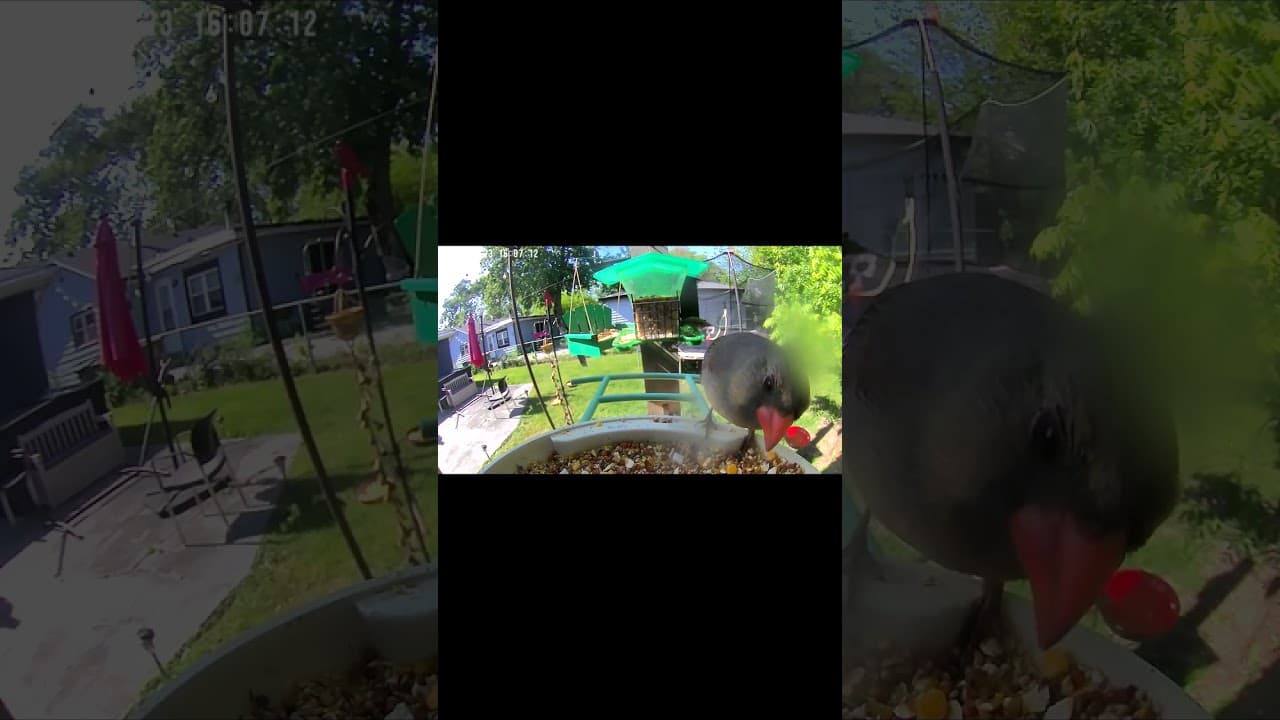 Cardinal's Oversized Snack Adventure