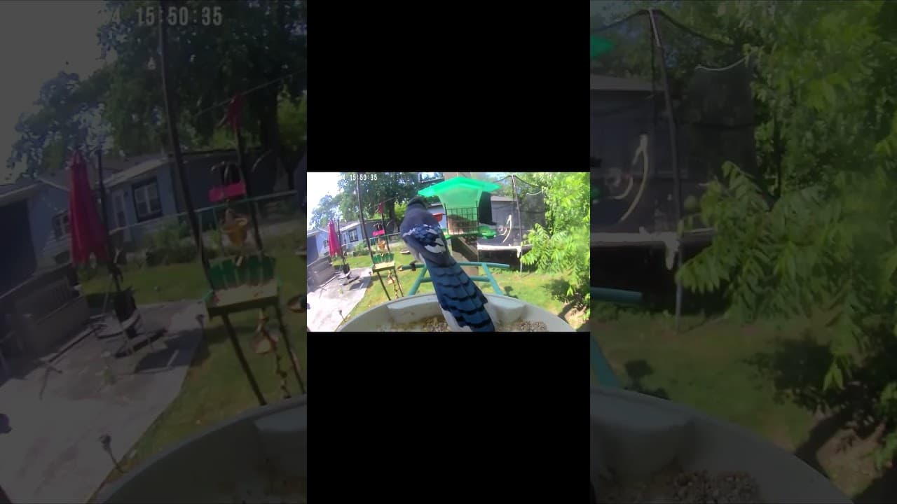 Midday Blue Jay Musings
