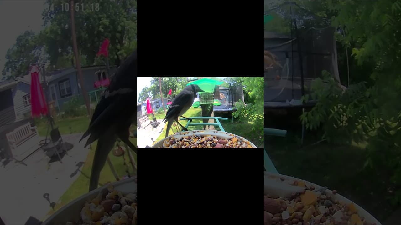 Bird Drama Unfolding in the Backyard