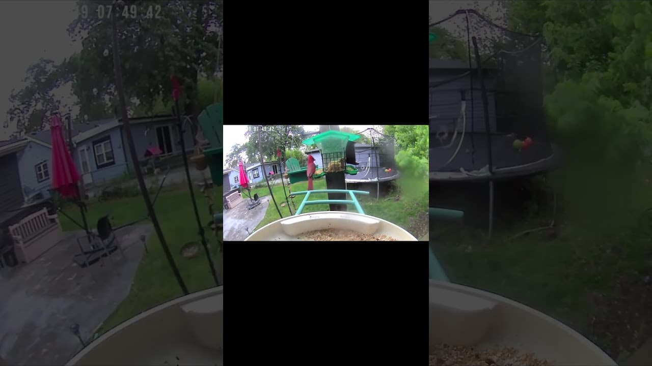 Morning Rituals with the Cardinal