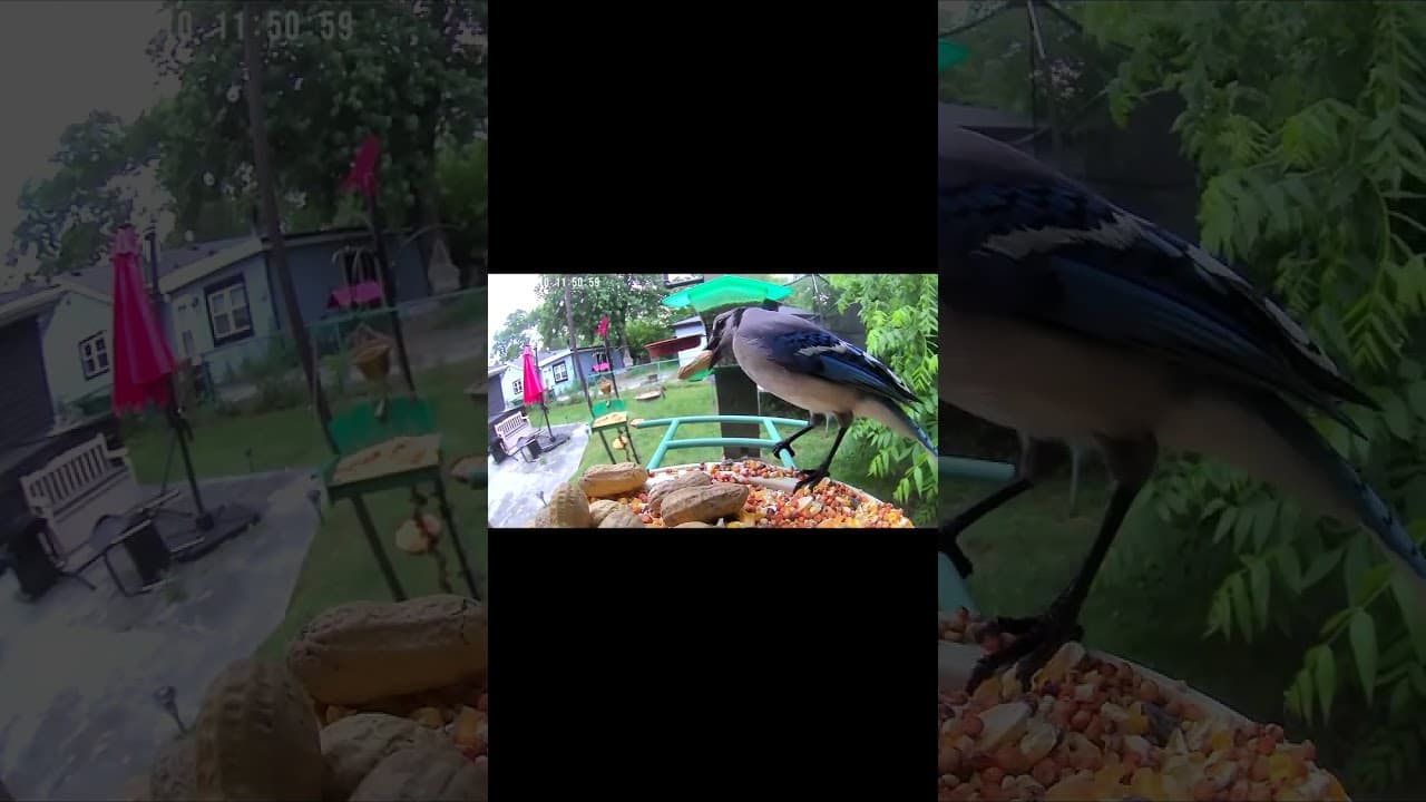 Bird Feeder Drive-Thru