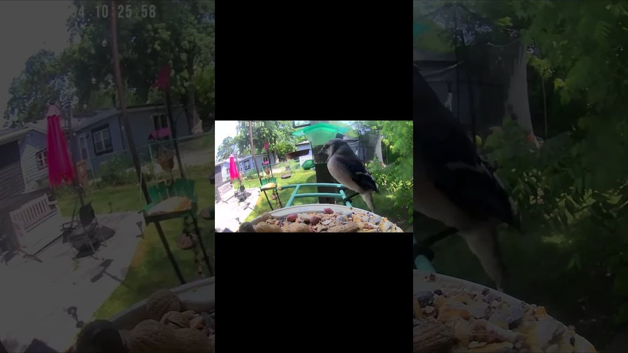Blue Jay's Bold Snack Move