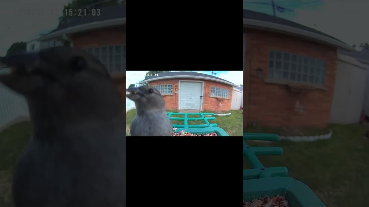 Close Encounters of the Bird Kind