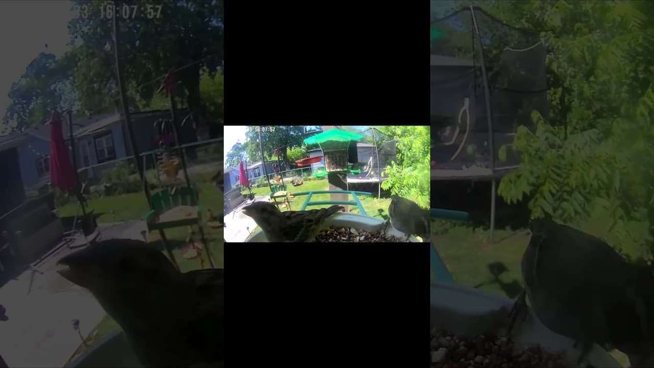 Midday Munchies at the Bird Feeder