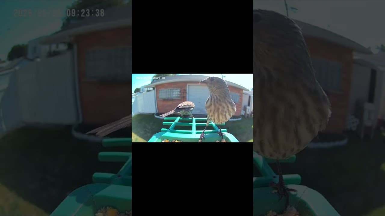 When Birds Become Camera Curious