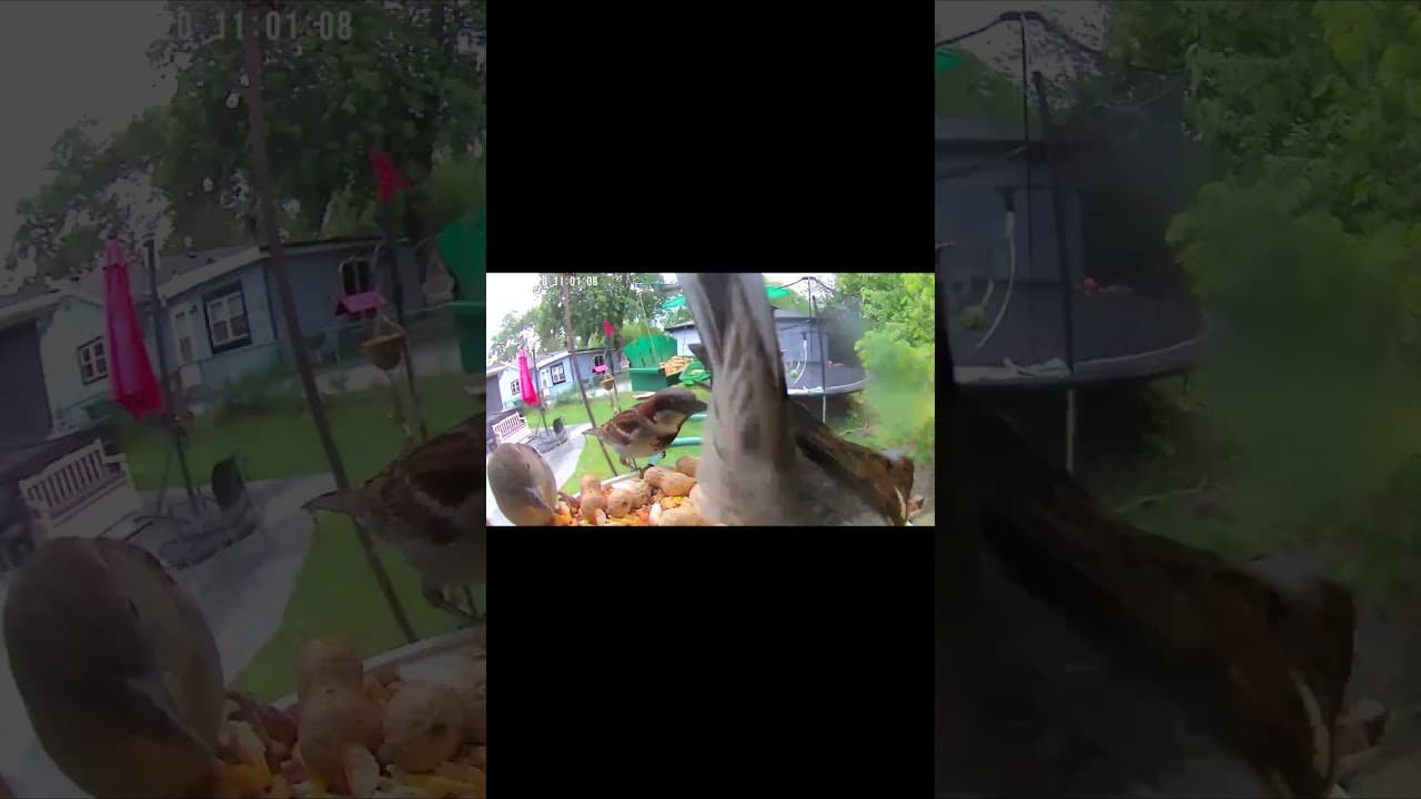 Sparrow Hangout at the Feeder