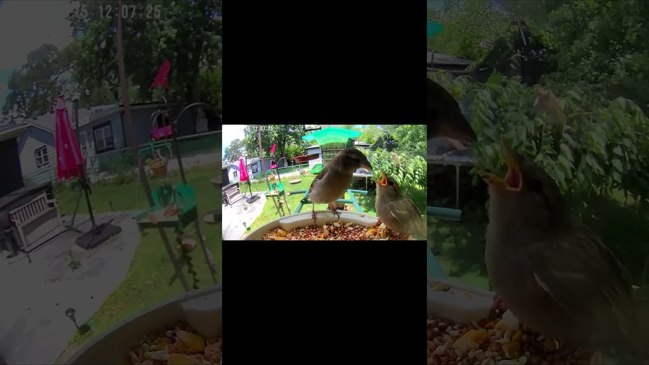 Midday Sparrow Shenanigans