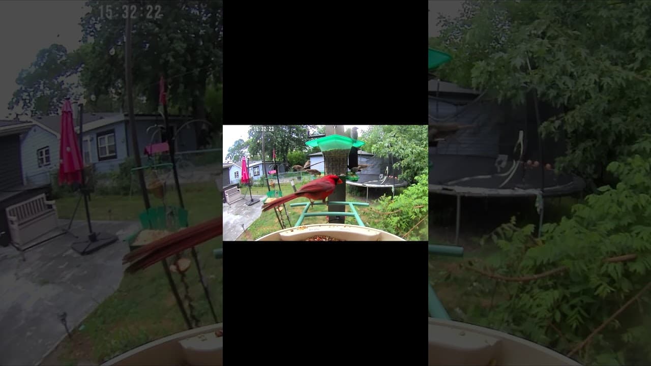 Cardinal Takes Charge at Backyard Buffet