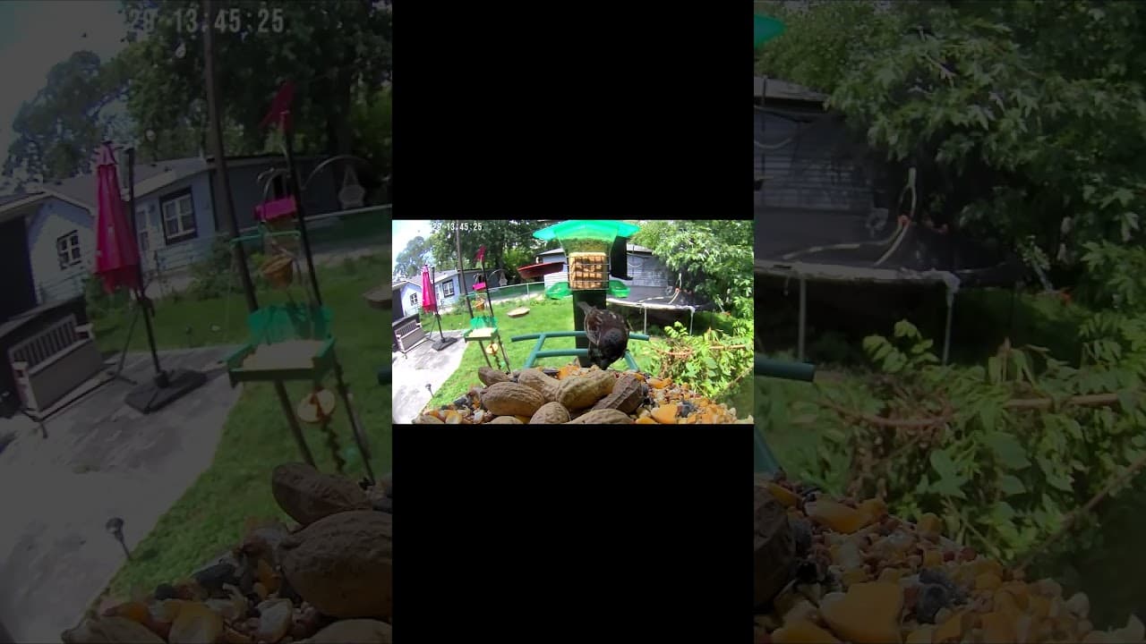 Midday Snack Time at the Bird Feeder