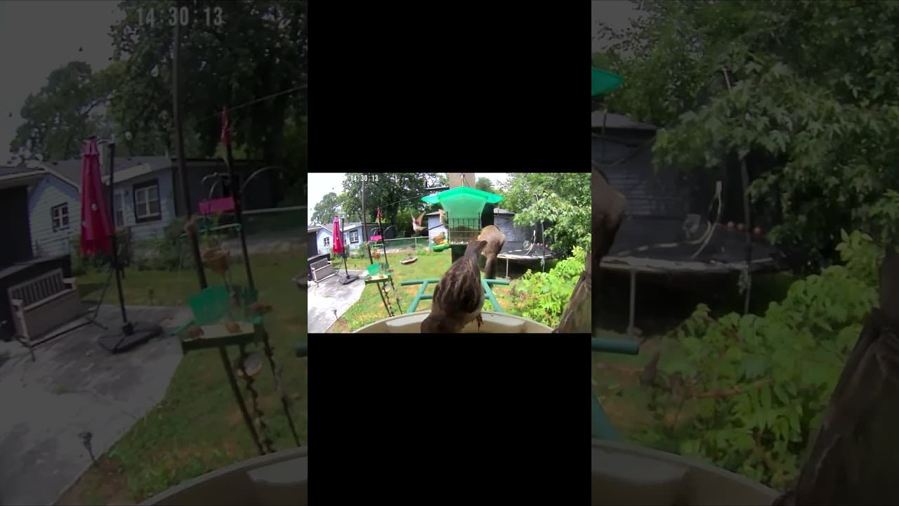 When the Squirrel Crashes the Party