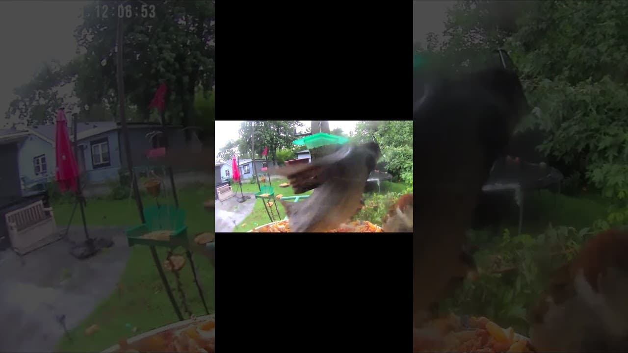 When Sparrows Steal the Show