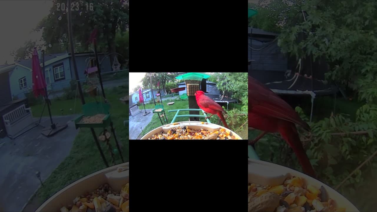 Cardinal's Golden Hour Observations