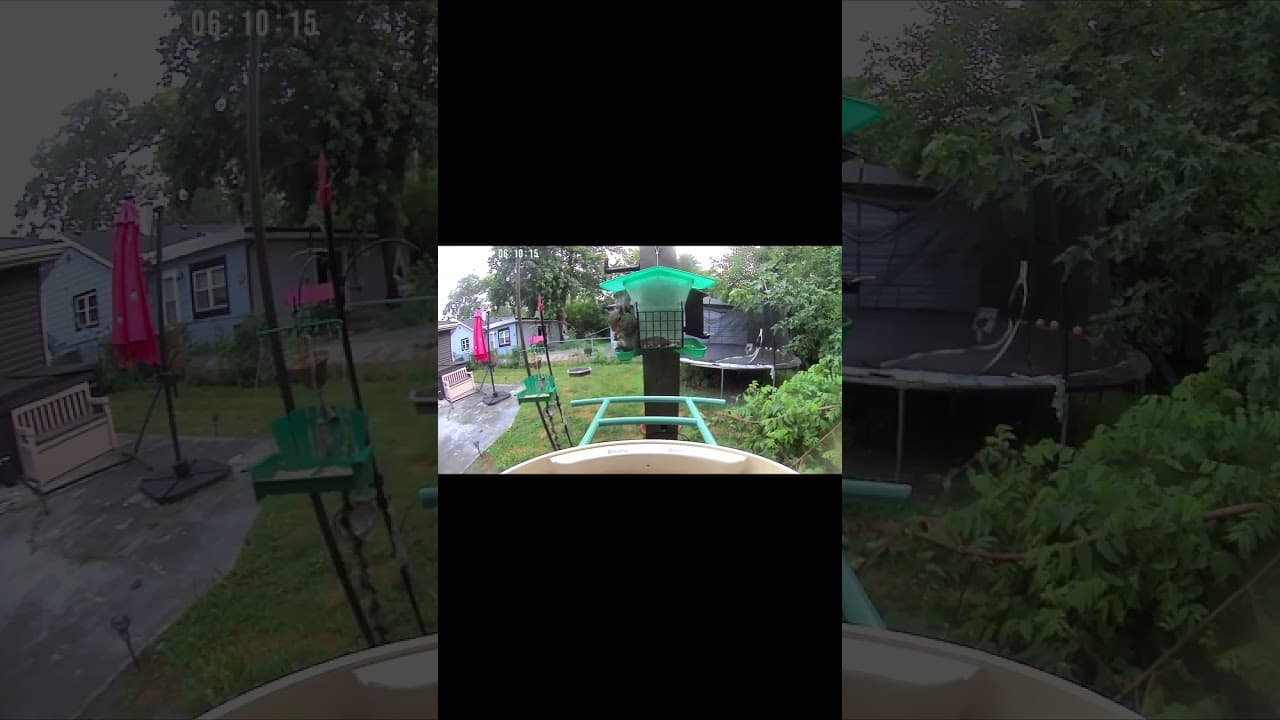 Squirrel's Morning Feast Interrupted