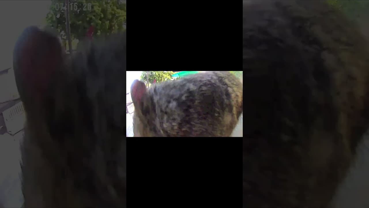 Squirrel Selfies Gone Wrong