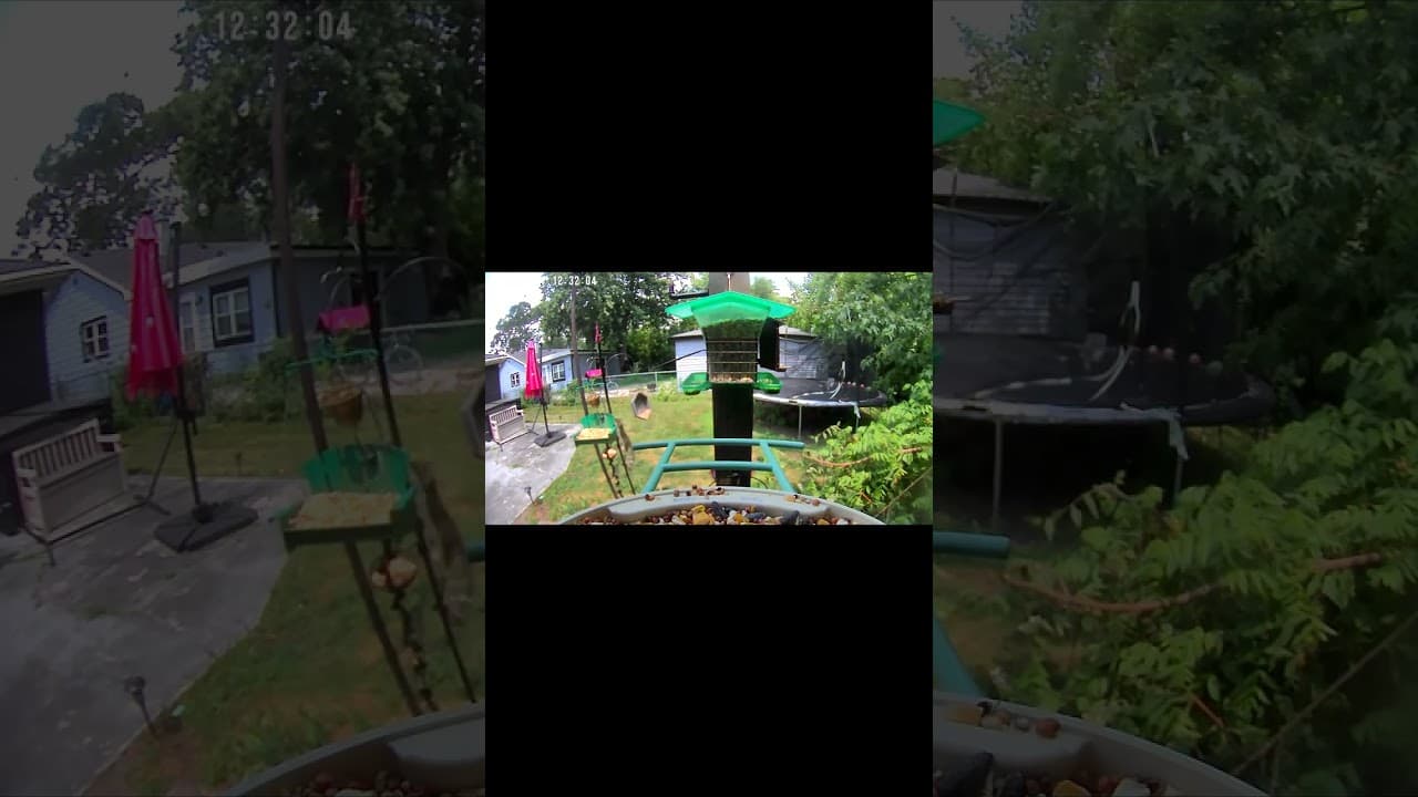 Close Encounters of the Bird Kind