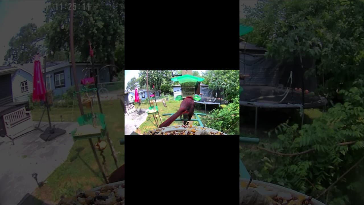 Dramatic Cardinal Exit in 27 Seconds