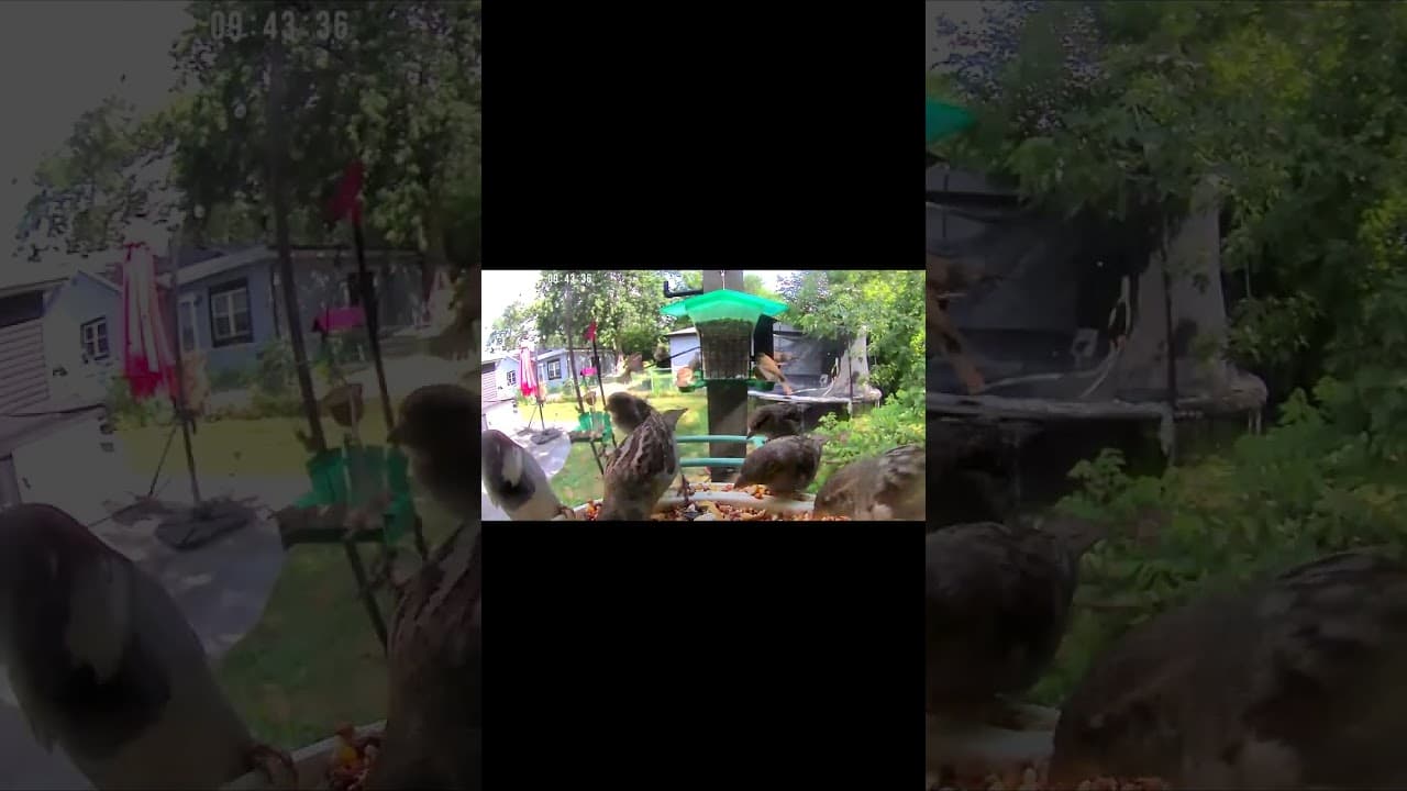 Morning Bird Antics: The Sparrow Edition
