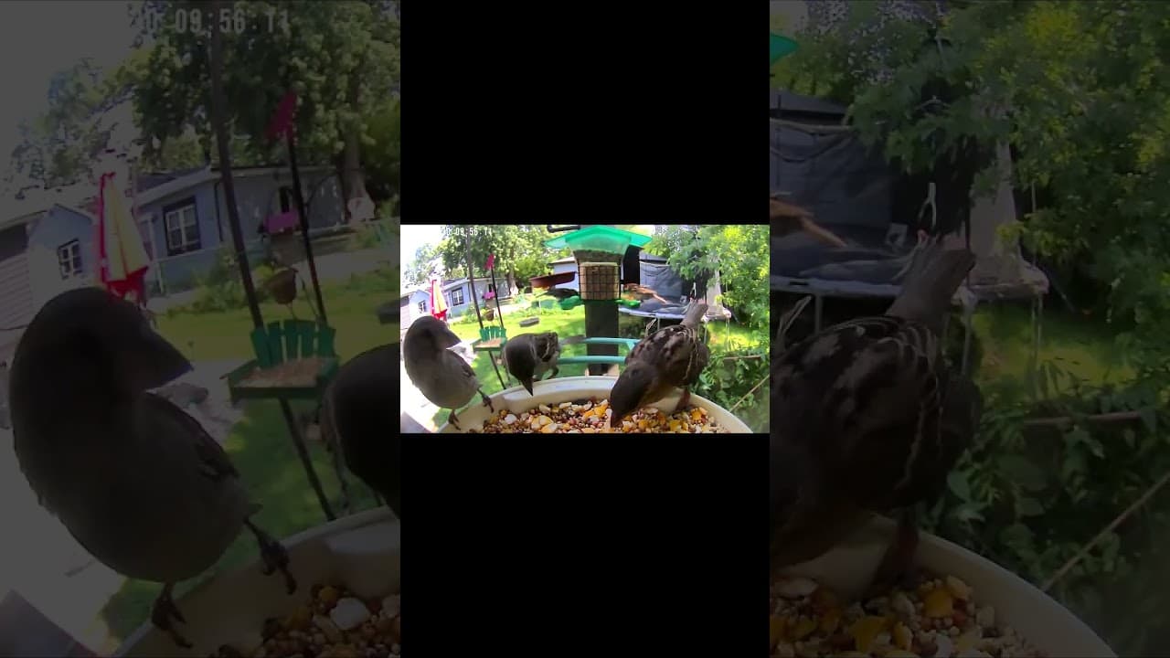 Sparrow Brunch Club
